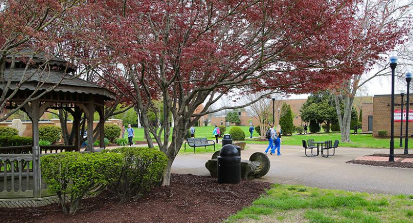 Japanese Maple on the Vol State campus is one of dozens of trees that make up the new arboretum.
