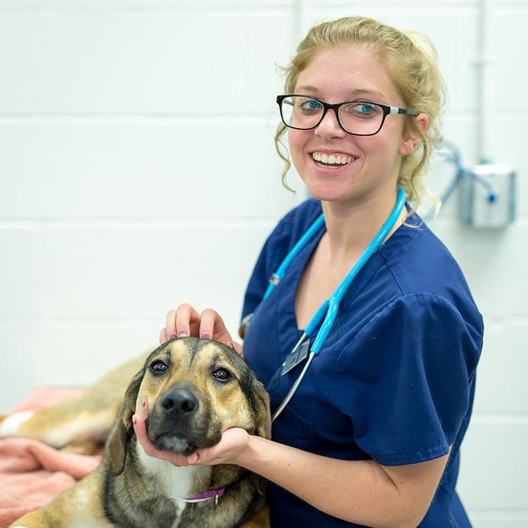 Vet assistant jobs in washington state